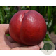 Prunus p. 'Red Gold' 8-10 HA container