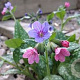 Pulmonaria officinalis 3,0L