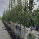 Pyrus c. 'Doyenné du Comice' 8-10 HA container