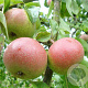 Pyrus c. 'Zoete Brederode' 10-12 HA container