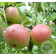 Pyrus c. 'Zoete Brederode' 10-12 HA container