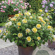 Rosa 'Charles Darwin' GM C5