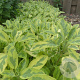 Salvia off. 'Icterina' GM 2,0L
