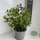 Viburnum tinus 40-50 cm 5,0L