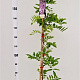 Wisteria floribunda 'Rosea' 175-200 cm 5,0L