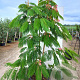 Albizia julibrissin 200-250 cm cont. 130L meerstammig