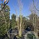 Cercidiphyllum japonicum 350-400 cm cont. 90L meerstammig