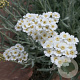 Achillea kellereri GM P9 BIO