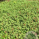 Acaena microphylla GM P9 BIO