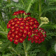 Achillea m. 'Red Velvet' GM P9 BIO