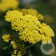 Achillea 'Taygetea' GM P9 BIO