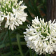 Agapanthus afr. 'Albus' GM P9 BIO