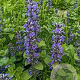 Ajuga reptans GM P9 BIO