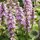 Ajuga reptans 'Rosea' GM P9 BIO