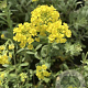 Alyssum montanum GM P9 BIO