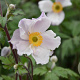 Anemone Dreaming Swan GM P9 BIO