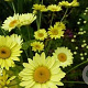 Anthemis hyb. 'Dwarf Form' GM P9 BIO