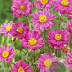 Anemone hyb. 'Margarete' GM P9 BIO
