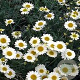 Anthemis 'Susanna Mitchell' GM P9 BIO