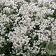 Anaphalis triplinervis 'Silver Wave' GM P9 BIO