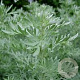 Artemisia abs. 'Lambrook Silver' GM P9 BIO