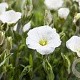Arabis procurrens 'Neuschnee' GM P9 BIO
