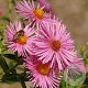 Aster (D) 'Alice Haslam' GM P9 BIO