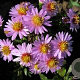 Aster (D) 'Marjorie' GM P9 BIO