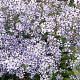 Aster cordifolius 'Ideal' GM P9 BIO