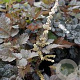 Astilbe 'Chocolate Shogun' GM P9 BIO