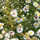 Aster ericoides 'Erlkönig' GM P9 BIO