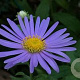 Aster frikartii 'Wunder von Stäfa' GM P9 BIO