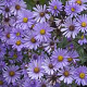 Aster 'JS Barts Blue Beauty' GM P9 BIO