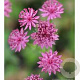 Astrantia maj. 'Roma' GM P9 BIO