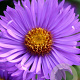 Aster n.-a. 'Barr's Blue' GM P9 BIO
