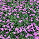 Aster n.-b. 'Karminkuppel' GM P9 BIO