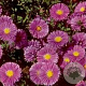 Aster n.-b. 'Sarah Ballard' GM P9 BIO
