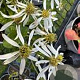 Aster schreberi GM P9 BIO