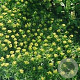 Azorella trifurcata GM P9 BIO