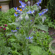 Borago officinalis GM P9 BIO