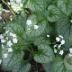 Brunnera macr. 'Mister Morse' GM P9 BIO