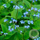 Brunnera sibirica GM P9 BIO