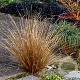 Carex buchananii GM P9 BIO