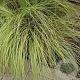 Carex comans 'Amazon Mist' GM P9 BIO