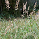Calamagrostis epigejos GM P9 BIO