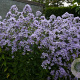 Campanula lactiflora 'Senior' GM P9 BIO