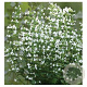 Calamintha n. 'Marvelette White' GM P9 BIO