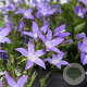 Campanula posch. 'Stella' GM P9 BIO