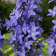Campanula pyramidalis GM P9 BIO
