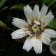 Catananche caerulea 'Alba' GM P9 BIO